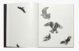 From Des oiseaux by Paolo Pellegrin