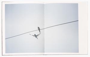 From Des oiseaux by Rinko Kawauchi