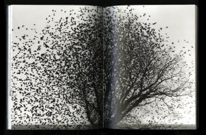From Swarm by Lukas Felzmann