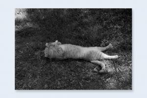 From Cats by Mark Steinmetz