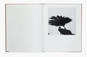 From Des oiseaux by Graciela Iturbide