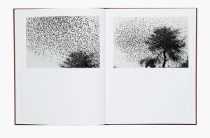 From Des oiseaux by Graciela Iturbide