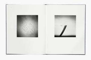 From Des oiseaux by Michael Kenna