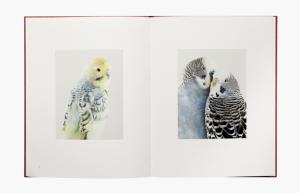 From Des oiseaux by Leila Jeffreys